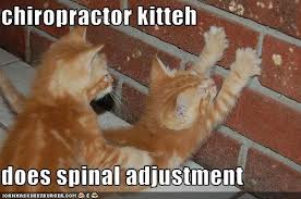 Chiropractor_Adjustment_Kitteh.jpg