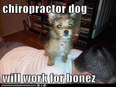 dog chiropractor