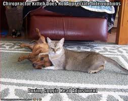 Chiropractor Cat Adjustment