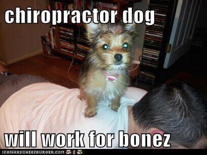 Chiropractor Dog
