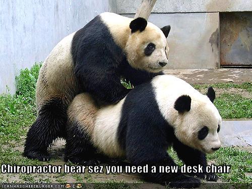 Chiropractic Panda