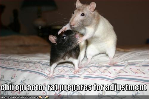 Rat Chiropractic Adjustment